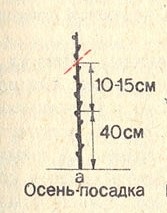 Schéma de taille d'une jeune pêche à l'automne