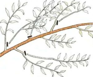 Schéma de taille des pêches en automne