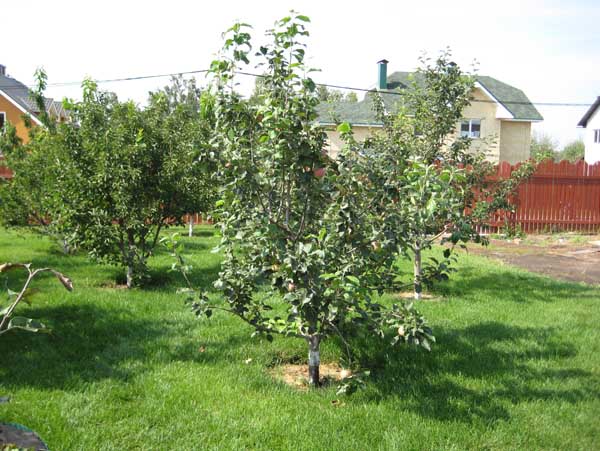 Lieu de plantation d'un pommier