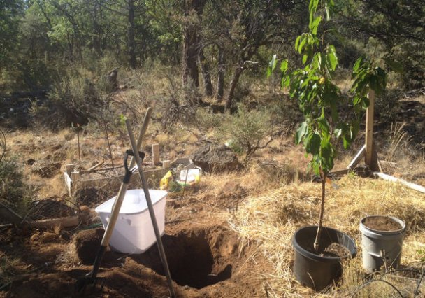 Planter des cerises en automne