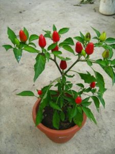 Variétés de Perth pour la culture à la maison