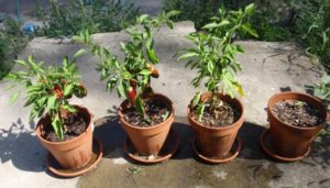 Cultiver des poivrons d'intérieur dans des pots