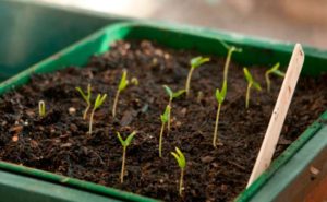 Cultiver des piments sur un rebord de fenêtre
