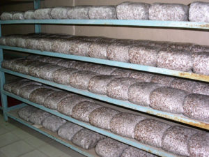 Comment conserver le mycélium de pleurotes