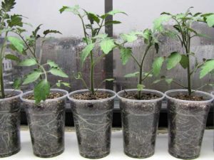 Gobelets en plastique pour semis