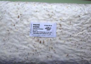 Mycélium de pleurotes acheté