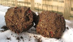 Appât pour la pêche hivernale de la brème