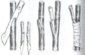 Greffe d'abricot dans la coupe latérale