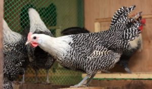 Production d'oeufs de race de poulet Breckel