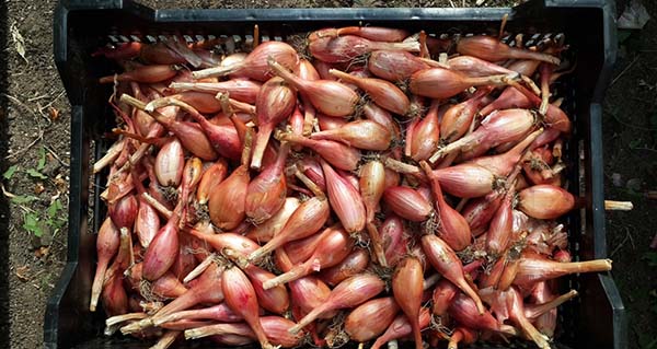 Stockage de la récolte d'échalote