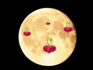 Plantation de radis lunaire