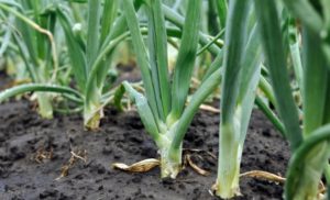 Un bon arrosage des oignons en plein champ