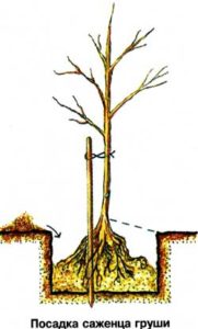 Fosse pour planter des plants de poiriers